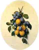 Plums