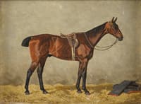 A Horse