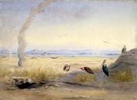 Barren Landscape with Vultures and Adjutant Bird beside a Carcass