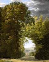 An Alley of Trees in a Park