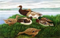 Ducks on the Shore