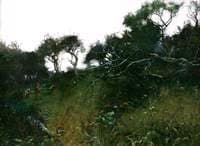 The Orchard (A Study into the Sun)