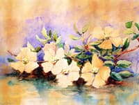 Cherokee Roses