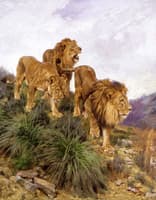 Three Lions Walking Down a Rocky Hillside