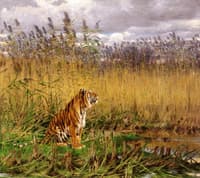 A Tiger in a Landscape