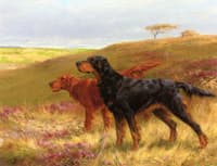 Setters on a Moor