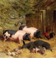 Berkshire Saddlebacks and Chickens in a Straw-bedded Yard