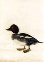 Redhead Duck