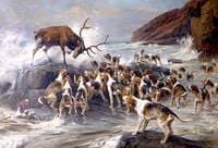 Stag at Bay on a Rocky Shore