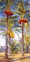 Date Trees, Ramleh, Egypt