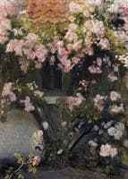 Climbing Roses
