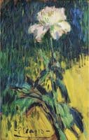 Peony
