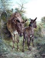 Donkey and Foal