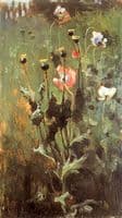Poppies