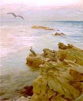 Flying Gull and Shag on Rocks