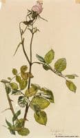 A Rose