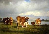 Cattle