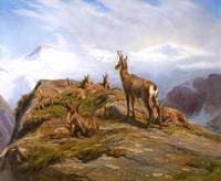 Chamois