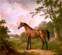 A Bay Hunter Named 'Sir Oliver'