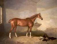 A Chestnut Horse in a Stable