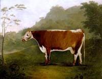 'Brindled Beauty': A Cow