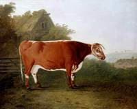 'Broken-Horned Beauty': A Cow