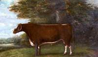 'Garrick', Son of 'Shakespear' and 'Broken-Horned Beauty'