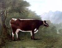 'Garrick's Sister': A Cow