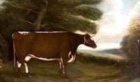 'Longhorn Beauty'
