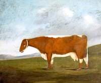 'Longhorn Beauty'