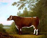 Longhorn Bull