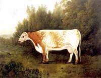 'Spotted Nancy': A Cow