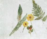 Sketch of Flowers and Ferns