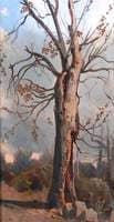 Study of a Tree
