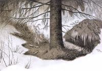 Forest's Wintergarden