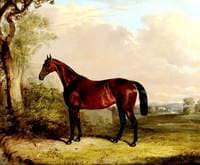 A Bay Hunter in a Landscape