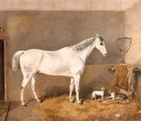 Grey Hunter Owned by Mr Robert White