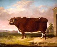 Longhorn Cow