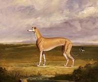 The Greyhound