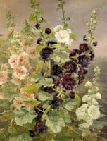Hollyhocks