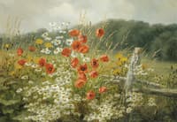 Poppies and Daisies
