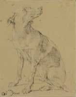 Study of a Dog