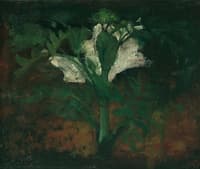 White Flower