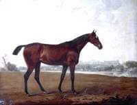 A Chestnut Hunter in a Meadow