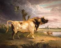 A Prize Bull