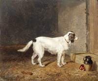 A White Dog Standing by a Doorstep