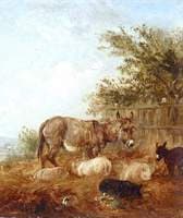 Donkeys and Pigs