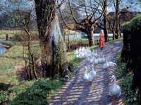 The Path by the Millpond