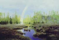 Rainbow in the Forest