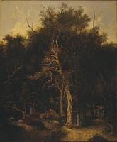 Woodland Path